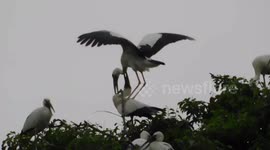 A Big Lip Bird Standing On Another Bird And Fighting With Each Other