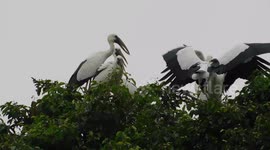 Two Bird Are Fighting Together
