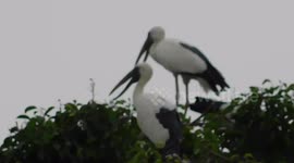 Two Verry Beautiful Big Lip Bird