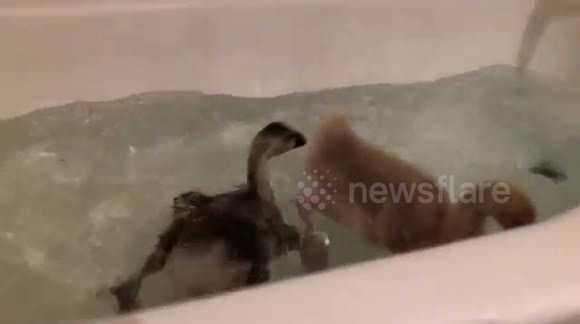 Ducks waiting their turn for the tub are impatient