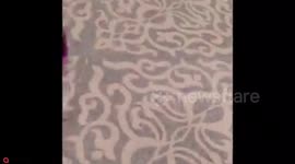 Kitten is enjoying new role as police department's first official 'pawifficer'