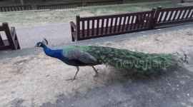 Blue peacock walks down steps of the Orangery in Holland Park