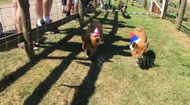 Rasherford v Hog-ba: Devon farm holds adorable World Cup-themed pig race