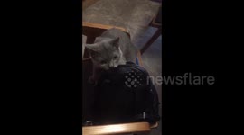 上海  戏精猫咪偷翻书包 发现主人在旁边假装舔自己脚