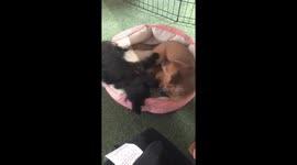 Puppies sharing a bed