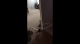 My 18-year-old Dog Toyko Drifts and Crashes