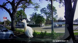 Bird jumps on car hood at McDonald's