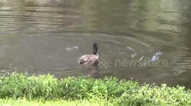 A juvenile Eurasian Coot following an adult and being fed on algae
