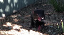 Tasmanian Devil chomping away