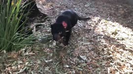 Tasmanian Devil having a play