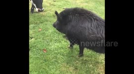 Boar working cattle like a boss