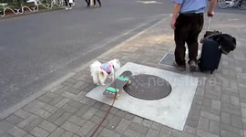 Cute dog can ride a skateboard.