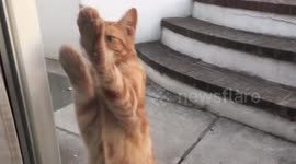 Branston and Pickle - Chilled out cats, showing off!