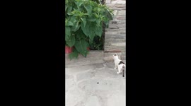 Kitten jump into abyss [when I try to hide from my responsibilities]  (slow motion)