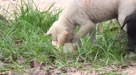 Cute puppies love coconut ice-cream.