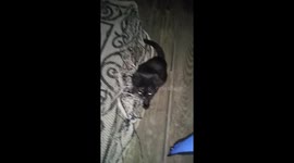 This kitten keeps us laughing!