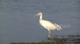 A weird Yellow-billed Spoonbill standing, walking,  poohing and yawning