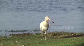 A strange Yellow-billed Spoonbill standing, yawning and preening with a Purple Swamphen