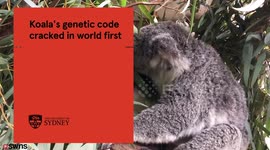 Scientists Down Under crack the genetic code of koala bears