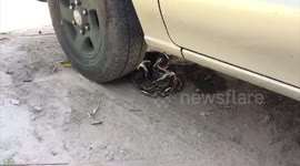 Large python caught hiding behind pick-up truck's wheels