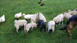 #BombPopDay - Pugs Shepherd Ducks & Chickens share Popsicles!