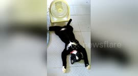 Cool kitty! Chilled-out cat stretches out in front of fan during heatwave