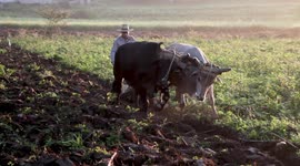 Cuban Farmer Plowing a Field with Oxen