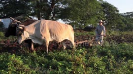 Cuban Farmer Uses Oxen to Plow Field