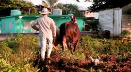 Cuban Farmer Uses Oxen to Plow His Field