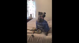 Fashionista dog strikes a pose for the camera