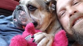 I'm a bulldog not a pillow, stop laying on me and let's play!