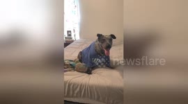 Newsflare Edit - Threw a shirt on my dog and she started posing https://t.co/RL3MF3aKVk