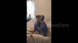 Fashionista dog strikes a pose for the camera