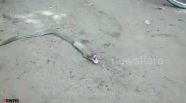 Moment cobra regurgitates eleven ONIONS