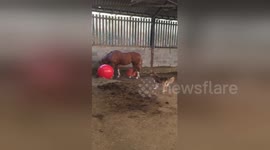 Dog gets into World Cup spirit by doing keepy-uppies with horse friend