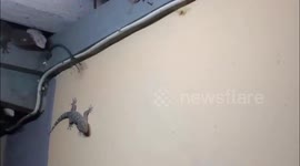 Geckos enjoy all-you-can-eat buffet picking off giant moths outside house