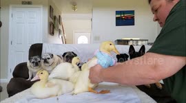 Adorable How to dress 4 ducks with 7 pugs & a German Shepherd on a Saturday Afternoon