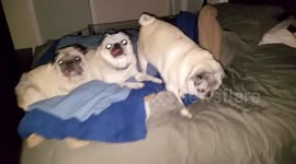 Bed Pugs. What pugs look like in the middle of the night!