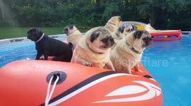 Adorable Pug Party Plus One Pool Party How to Beat the Heat