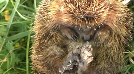 Hedgehog collapses at the side of the road in the UK heatwave
