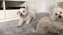 Dog shaking head on slow motion