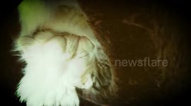 disturbance  your cat and wake up them