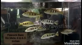 Peacock Bass Rio Meta