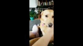 Mac must be pet at all times