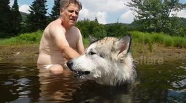 Funny Alaskan Malamute Puppy Eating Pond Weed