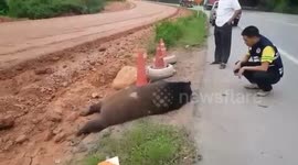 Endangered black bear killed in 'truck hit-and-run' while searching for food