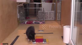 Puppies pick up social skills from HUMANS - before they're even house-trained