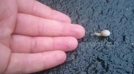 Smallest snail is rescued from road in Germany
