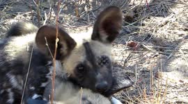 Playful wild dog chews brother's ear like a piece of rubber