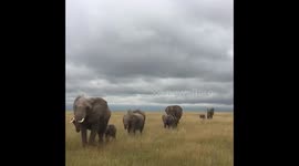 Elephants on the Move